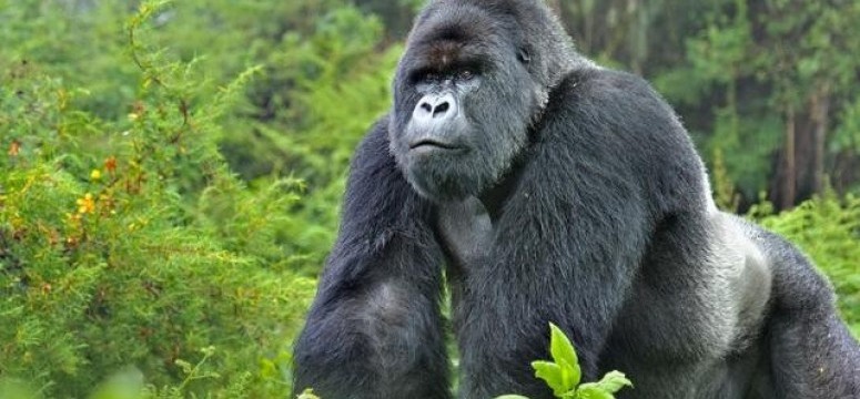silverback mountain gorilla