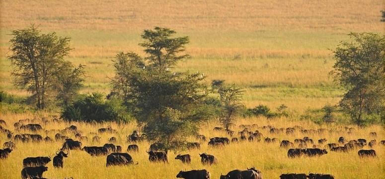 Kidepo-Valley-National-park