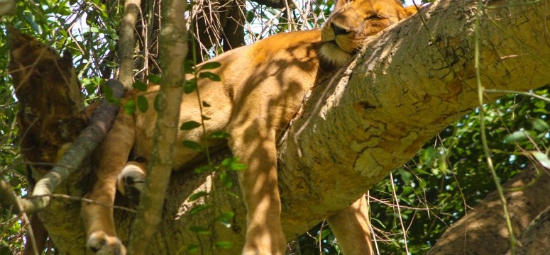 climbing lioness