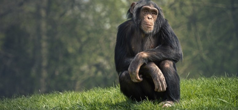 a chimpanze