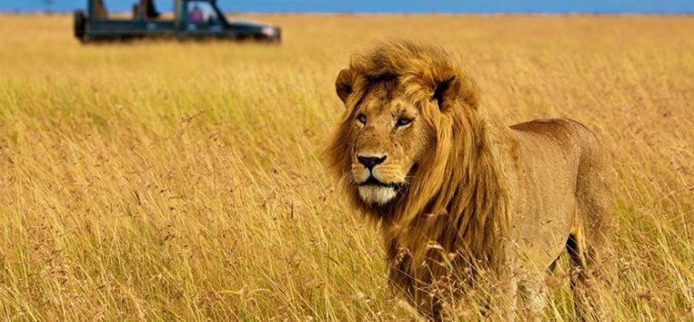 Amboseli-Lake-Nakuru-Masai-Mara Wildlife tours