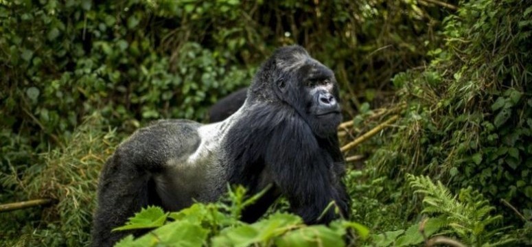 adult male silverback gorilla