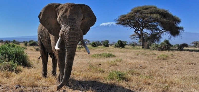 elephant in amboseli NP