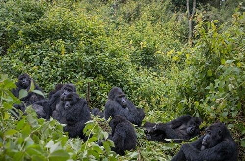 lowland gorillas - kahuzi-Biega NP