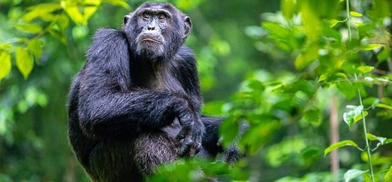 Kibale Uganda chimpanzee