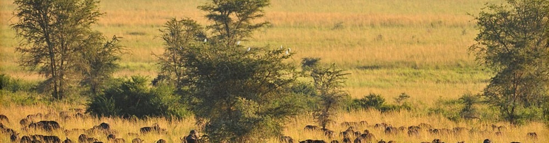 Kidepo-Valley-National-park