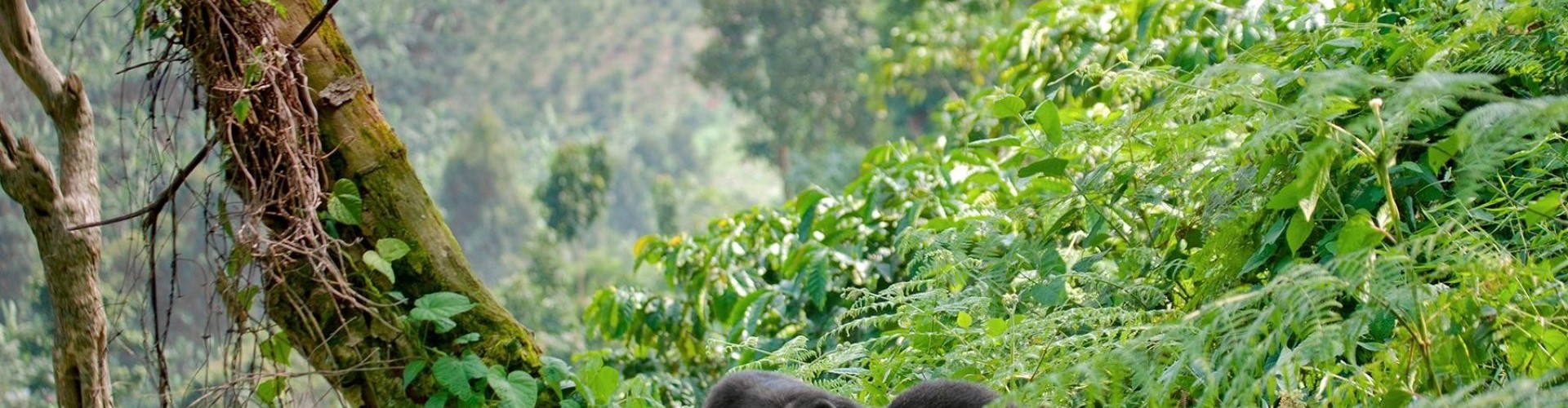 lowland gorilla