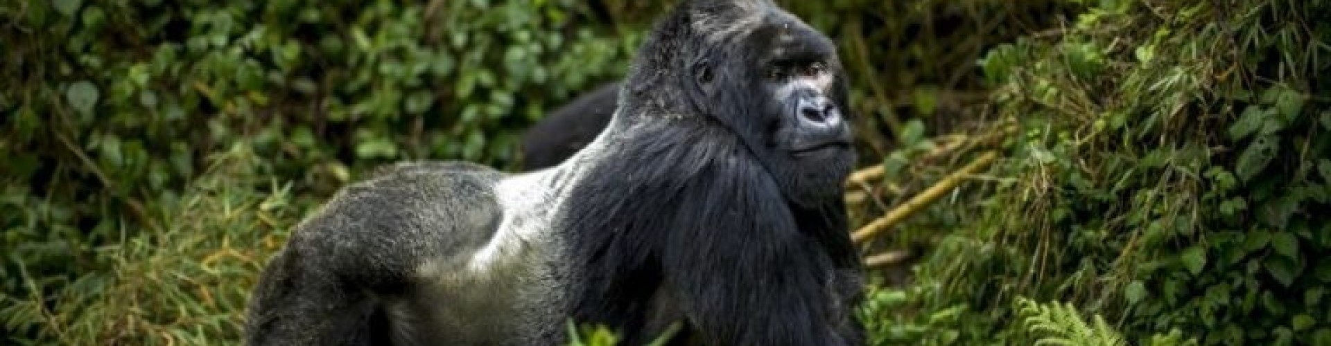 adult male silverback gorilla