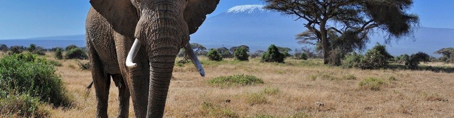 elephant in amboseli NP