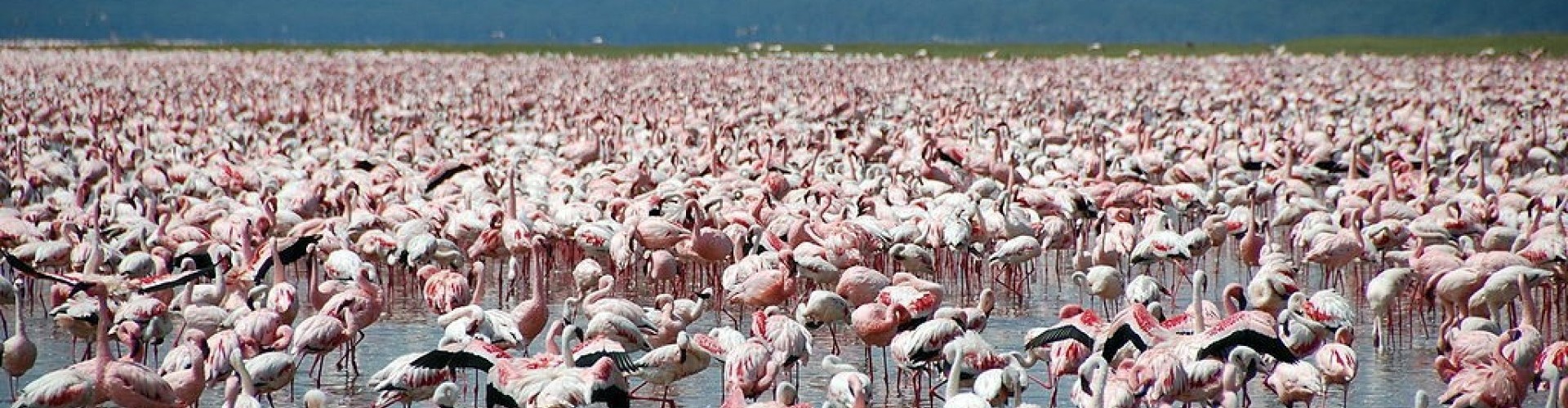 flamingos at lake nakuru