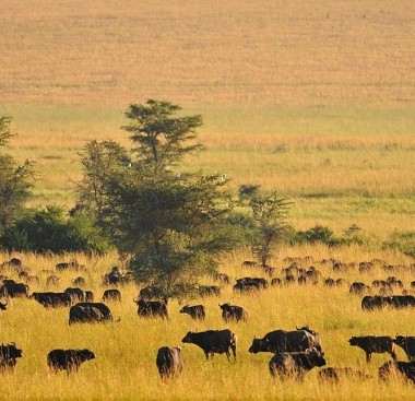 buffalos in kidepo