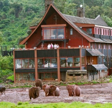 the ark elephants