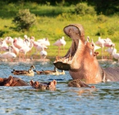 lake nakuru