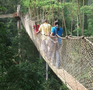 canopy walk