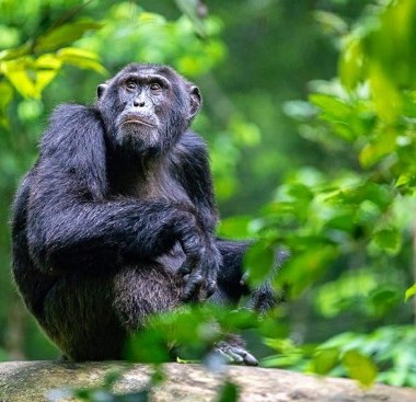 chimpanzee