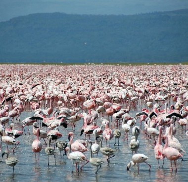flamingos at lake nakuru