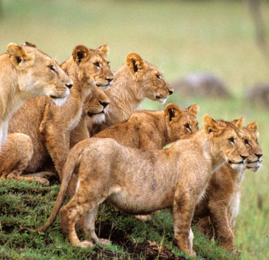 lionesses