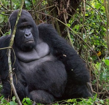 gorilla