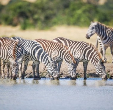 zebras drinking water