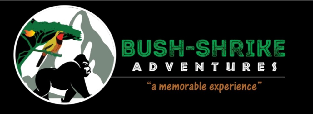 Bush Shrike Adventures