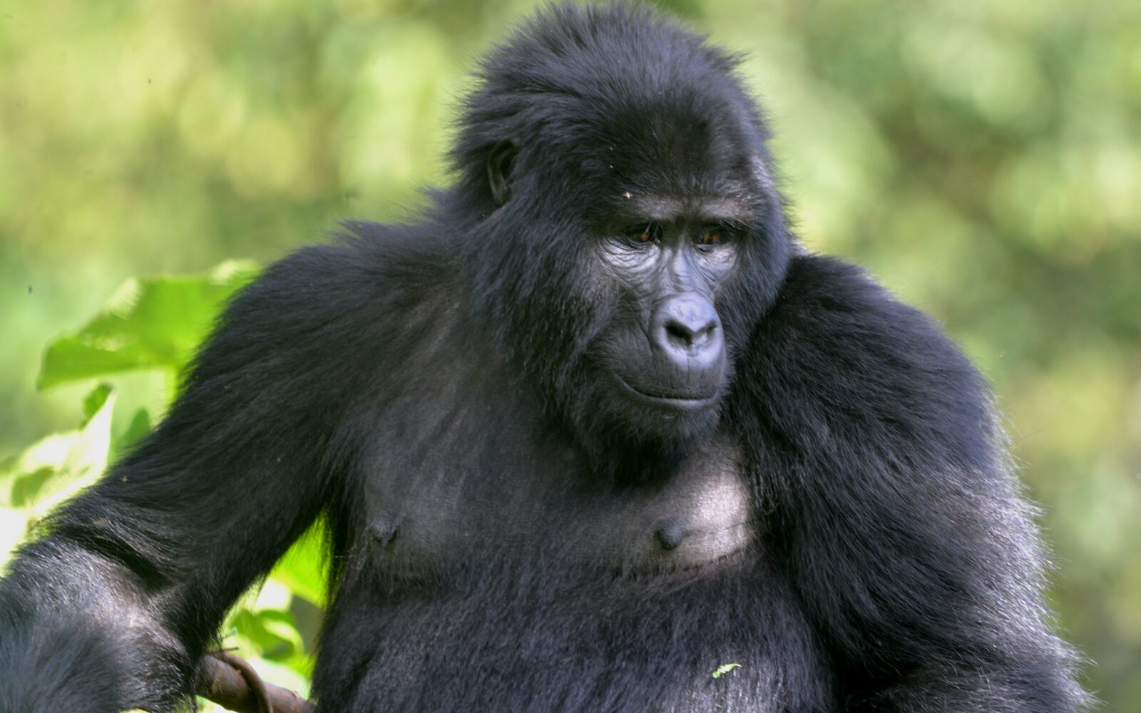 Mountain gorilla in a lush forest during an East Africa gorilla trek