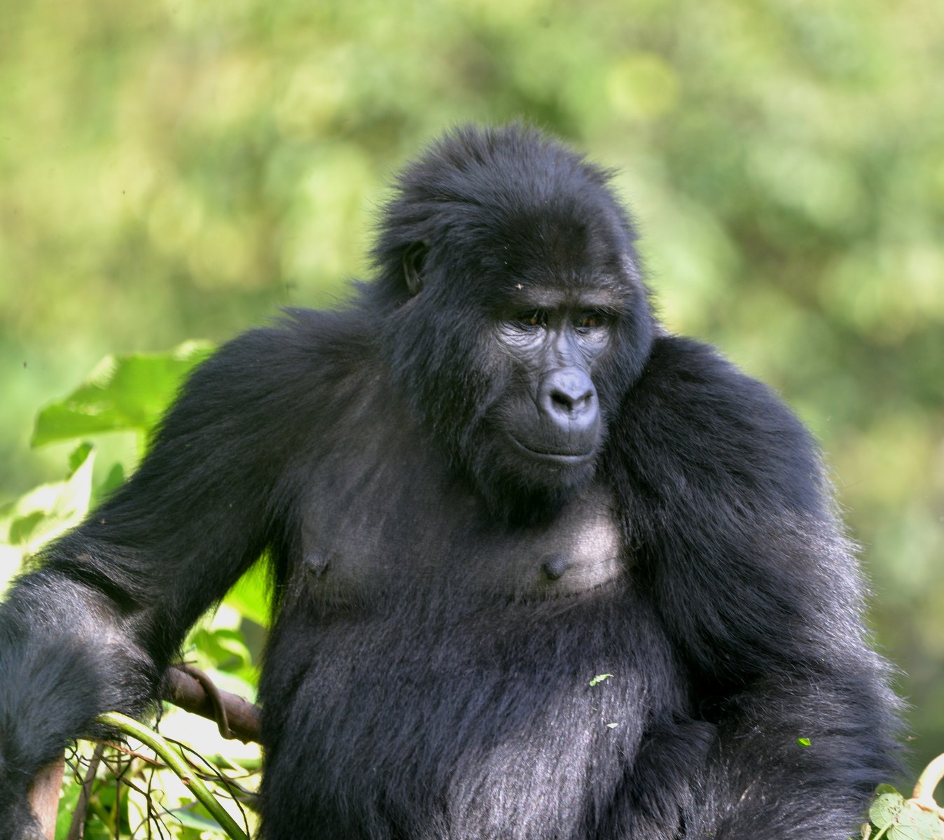 3-Day Bwindi Gorilla Trekking Safari