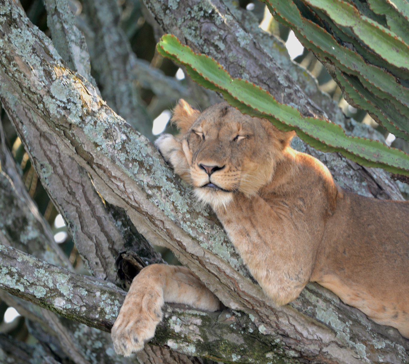 5-Day Gorilla & Queen Elizabeth Wildlife Safari