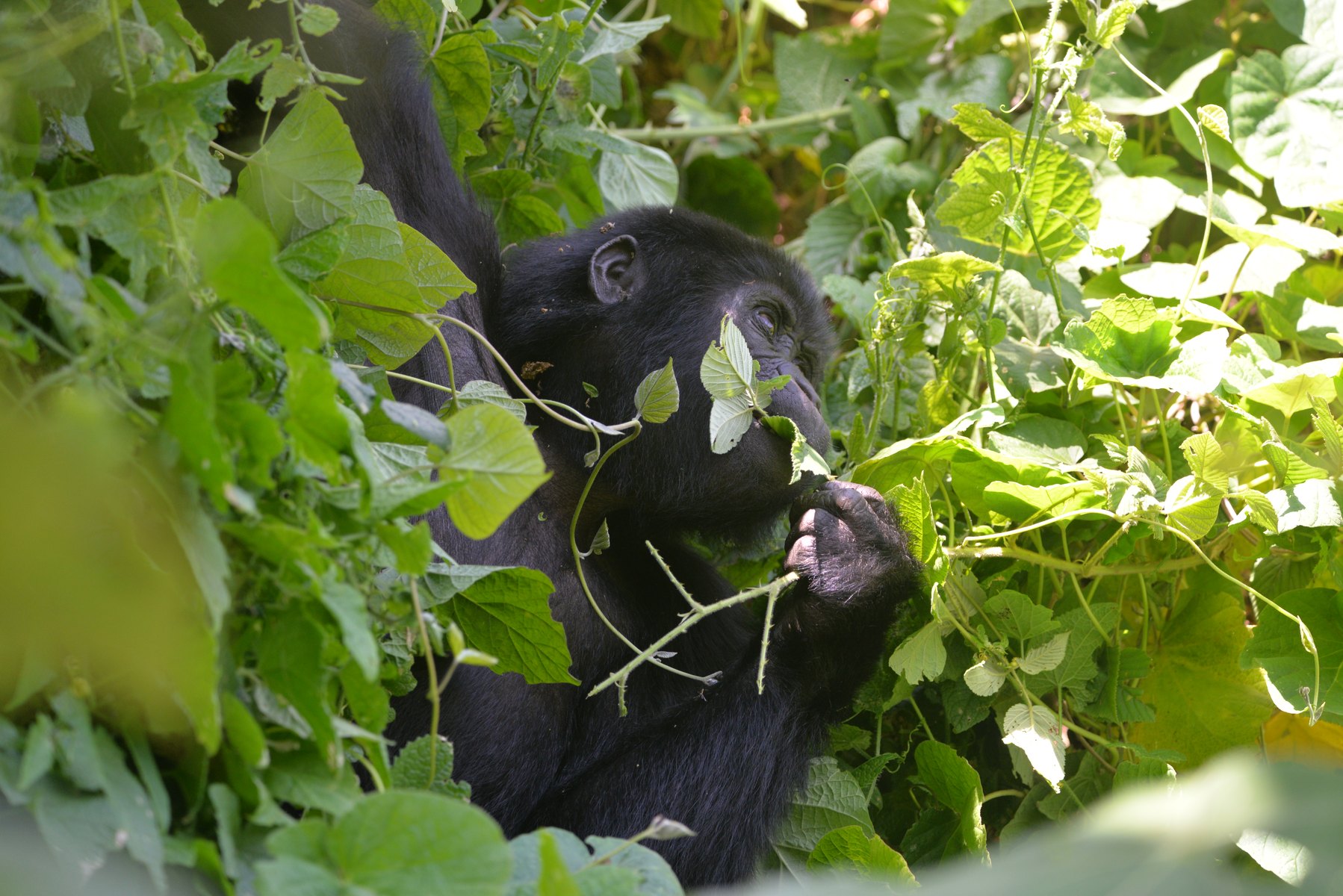 6-Day Uganda Gorilla & Chimpanzee Safari