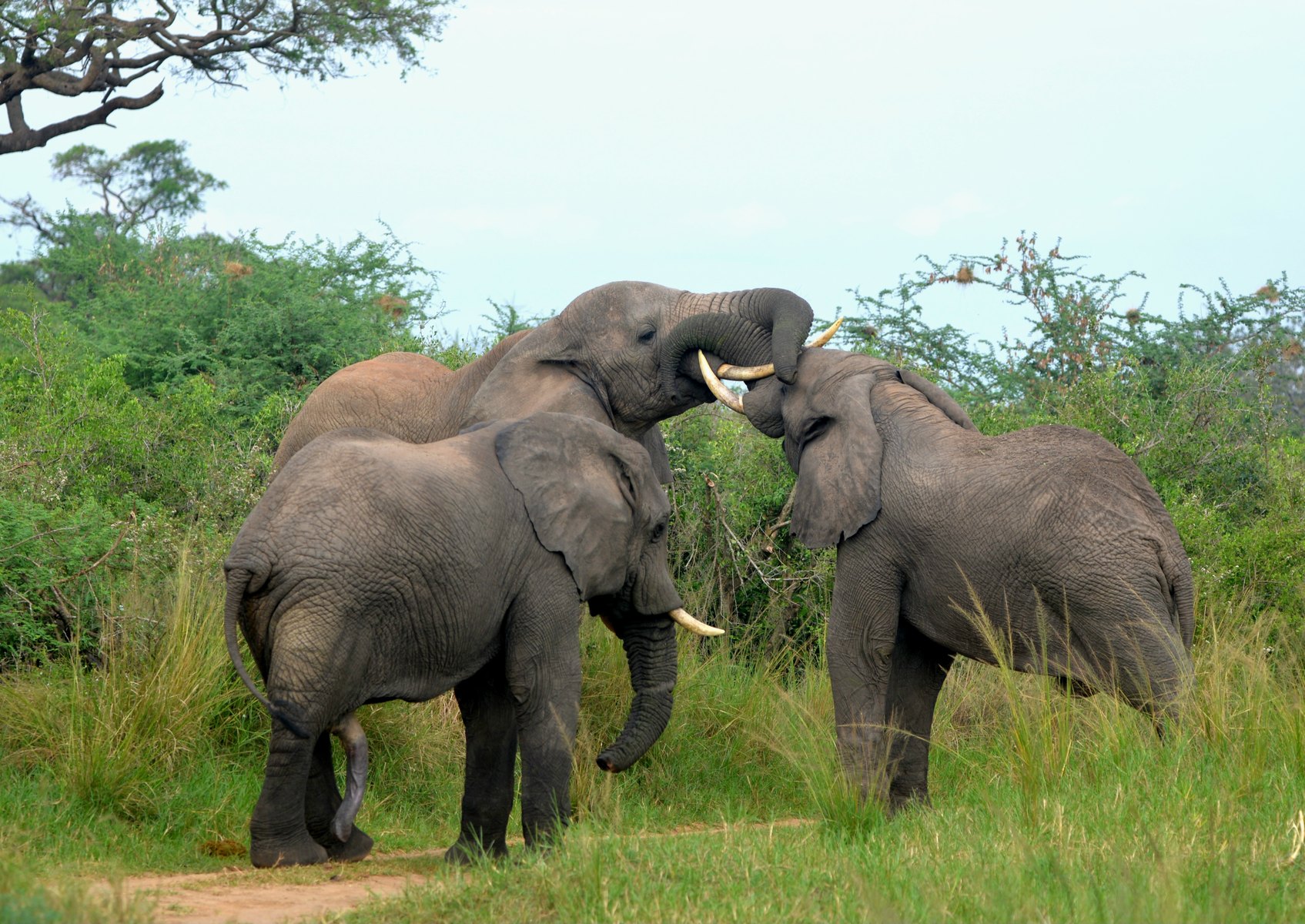 7-Day Uganda Wildlife & Gorilla Safari