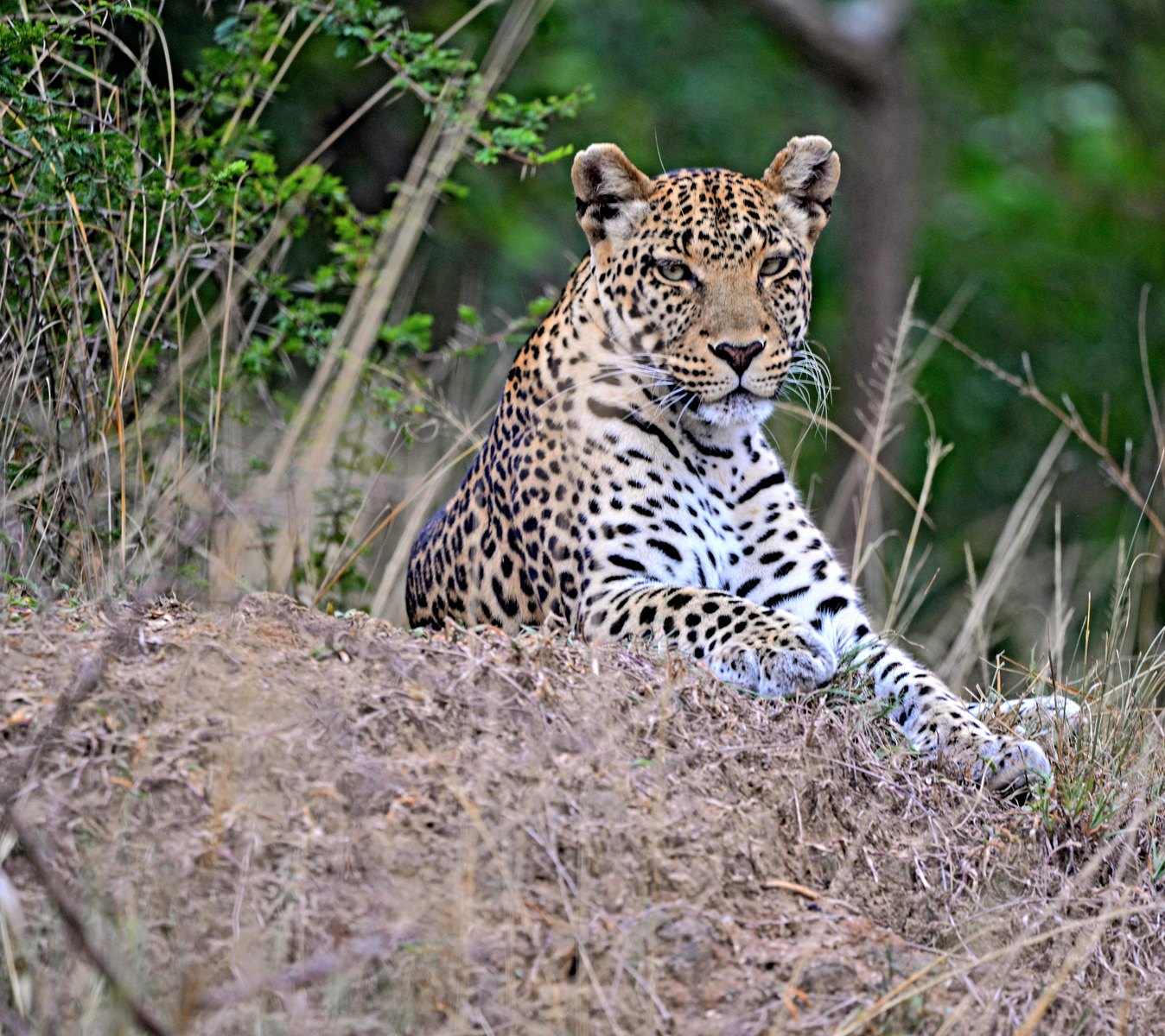 8-Day Uganda Primates & Wildlife Safari