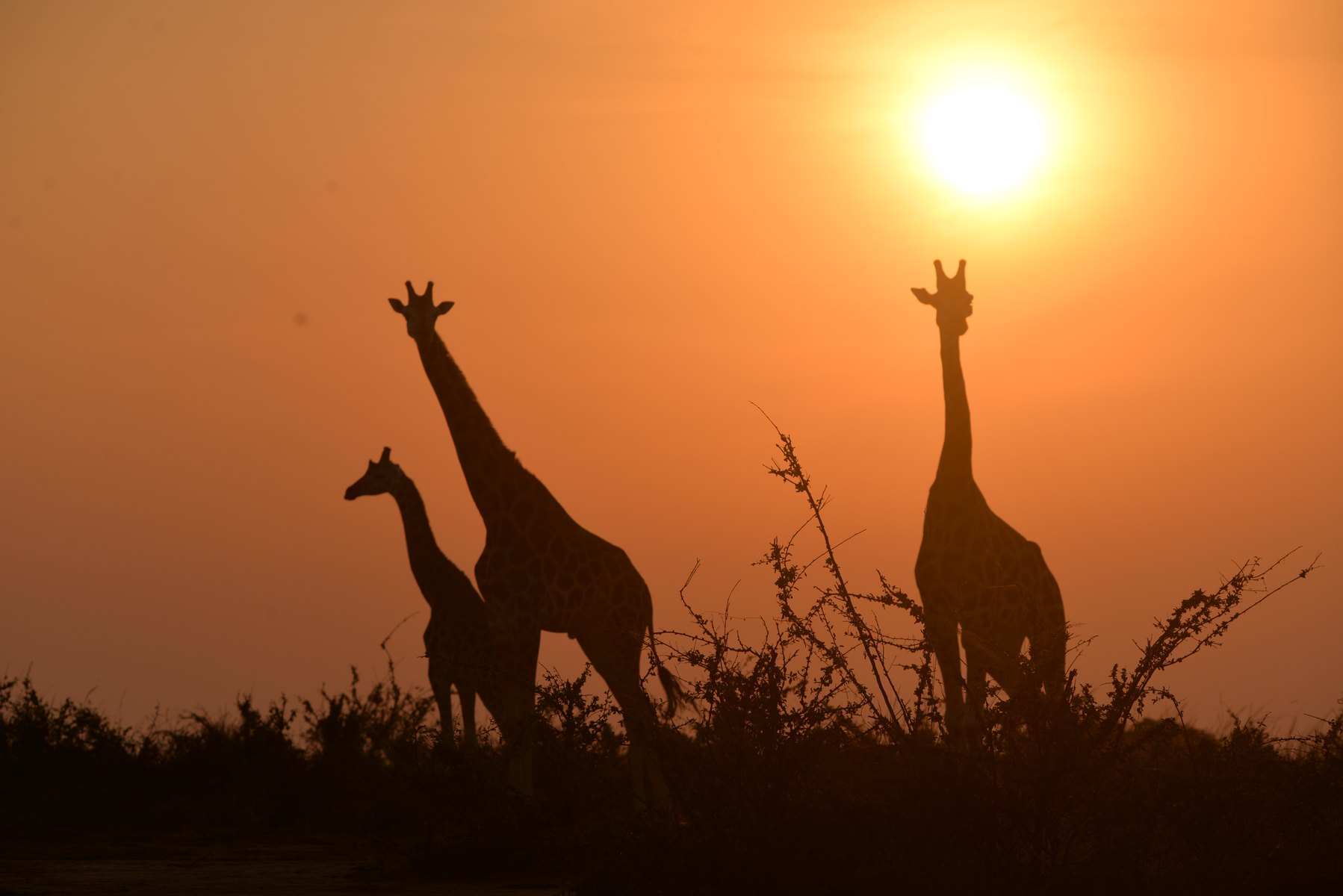 15-Day Complete Uganda Safari