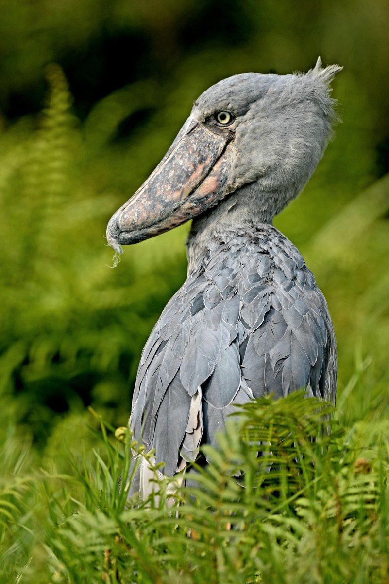 5-Day Uganda Gorilla, Shoebill & Lake Bunyonyi Safari