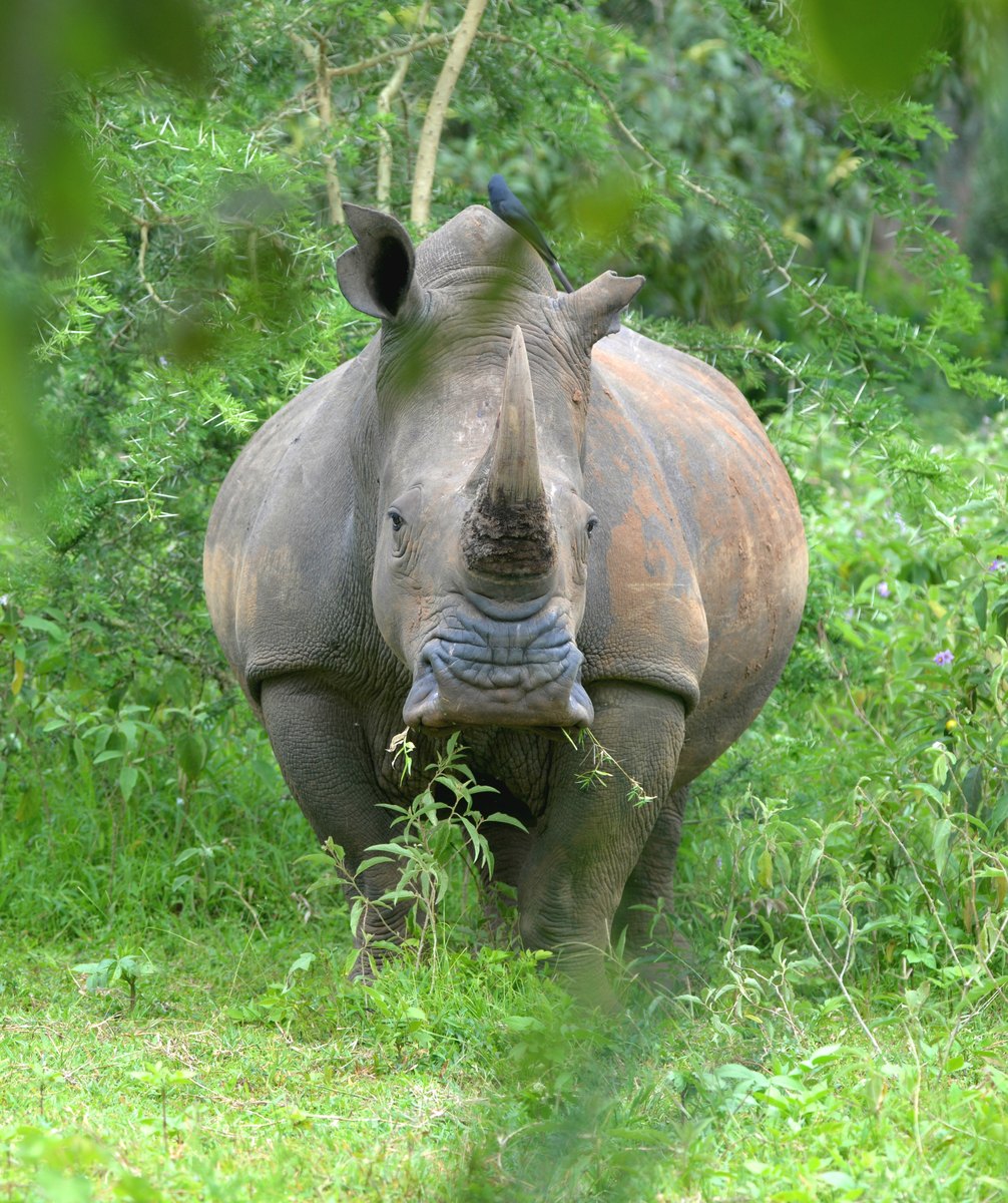 6-Day Murchison, Chimpanzee & Rhino Safari