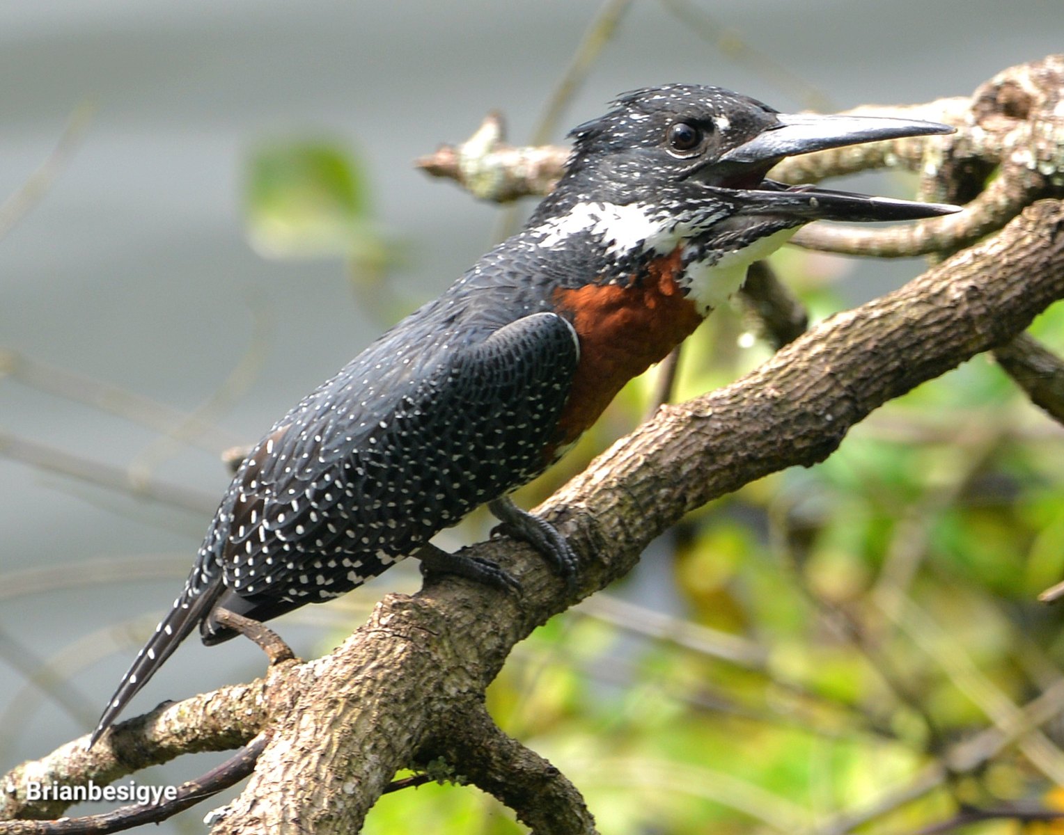 8-Day Uganda Birding, Primates & Wildlife Safari