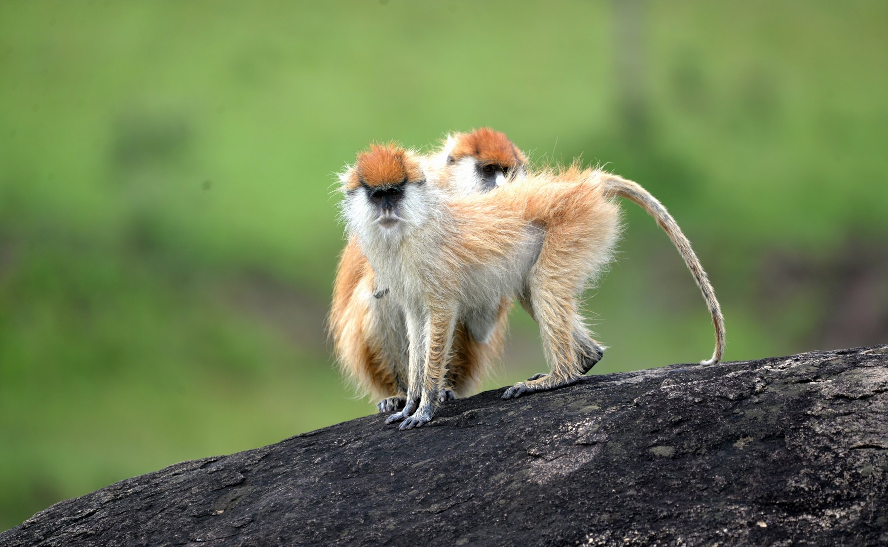 5-Day Rwanda Gorilla, Golden Monkey & Lake Kivu Safari
