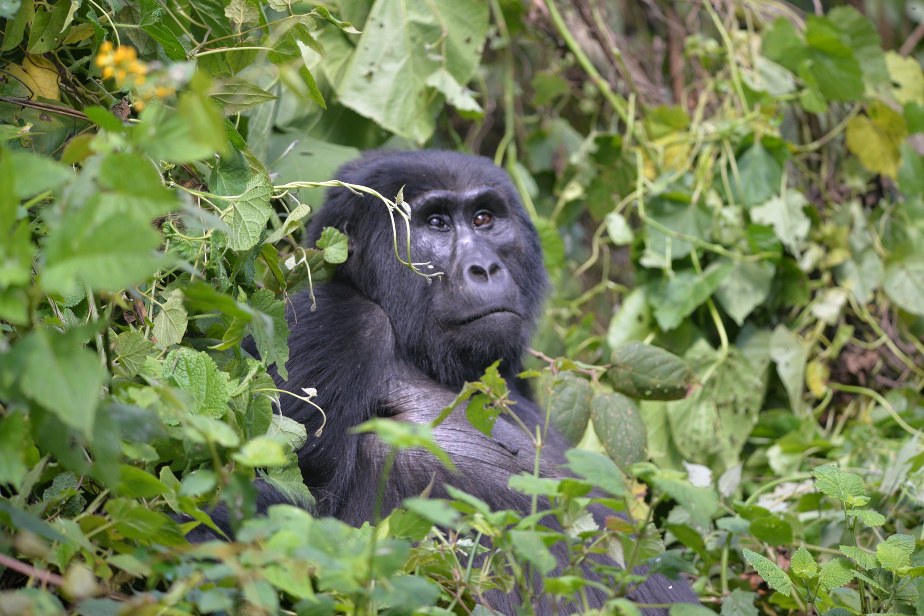 10-Day Uganda & Rwanda Gorilla Photography Safari