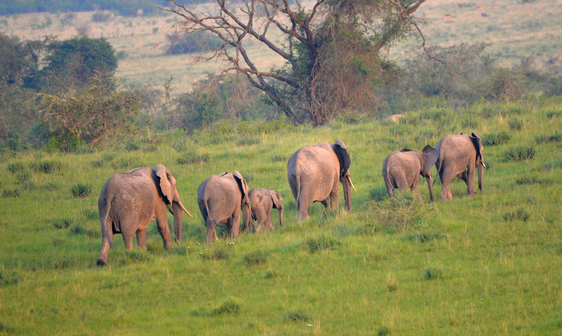 13-Day Uganda & Rwanda Ultimate Primate & Wildlife Safari