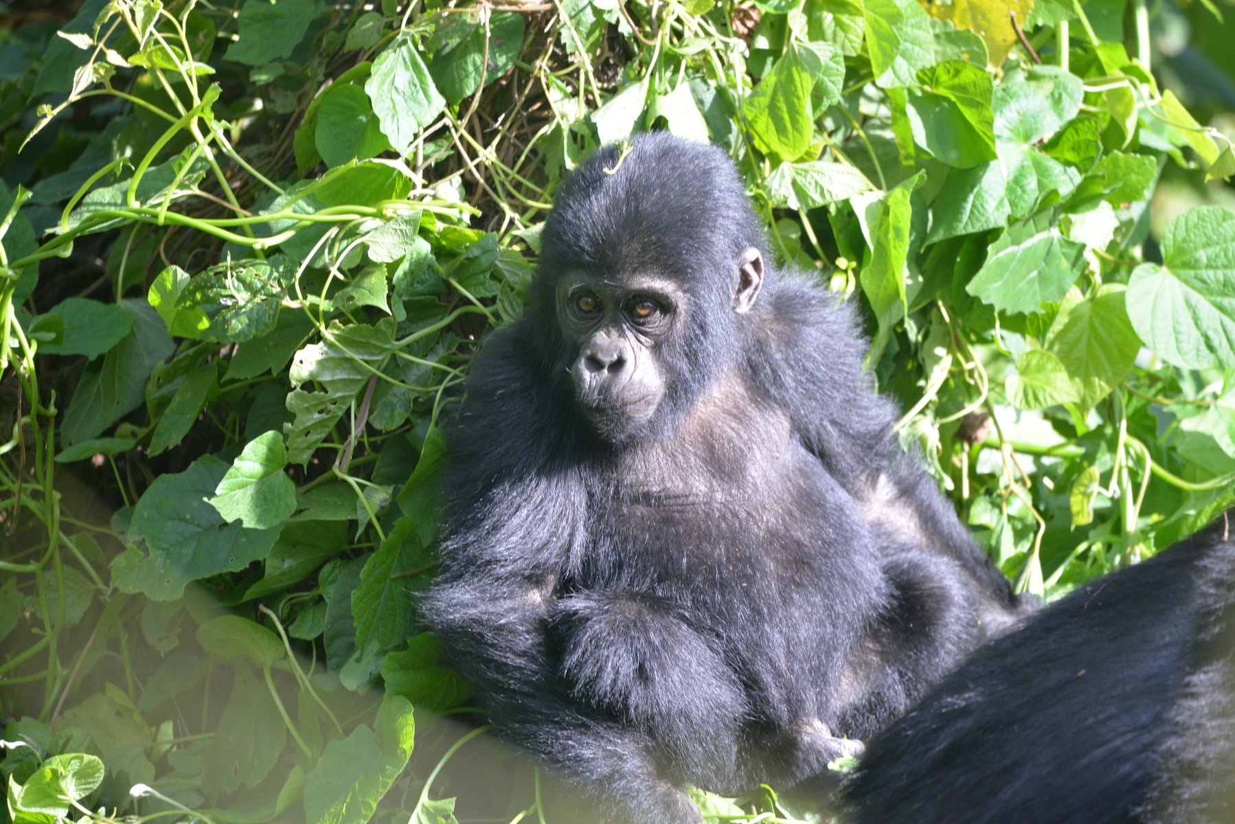 2-Day Rwanda Gorilla Trekking Safari