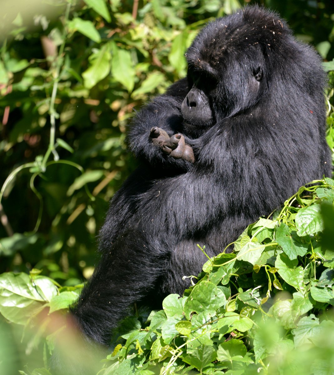 3-Day Rwanda Gorilla & Golden Monkey Safari