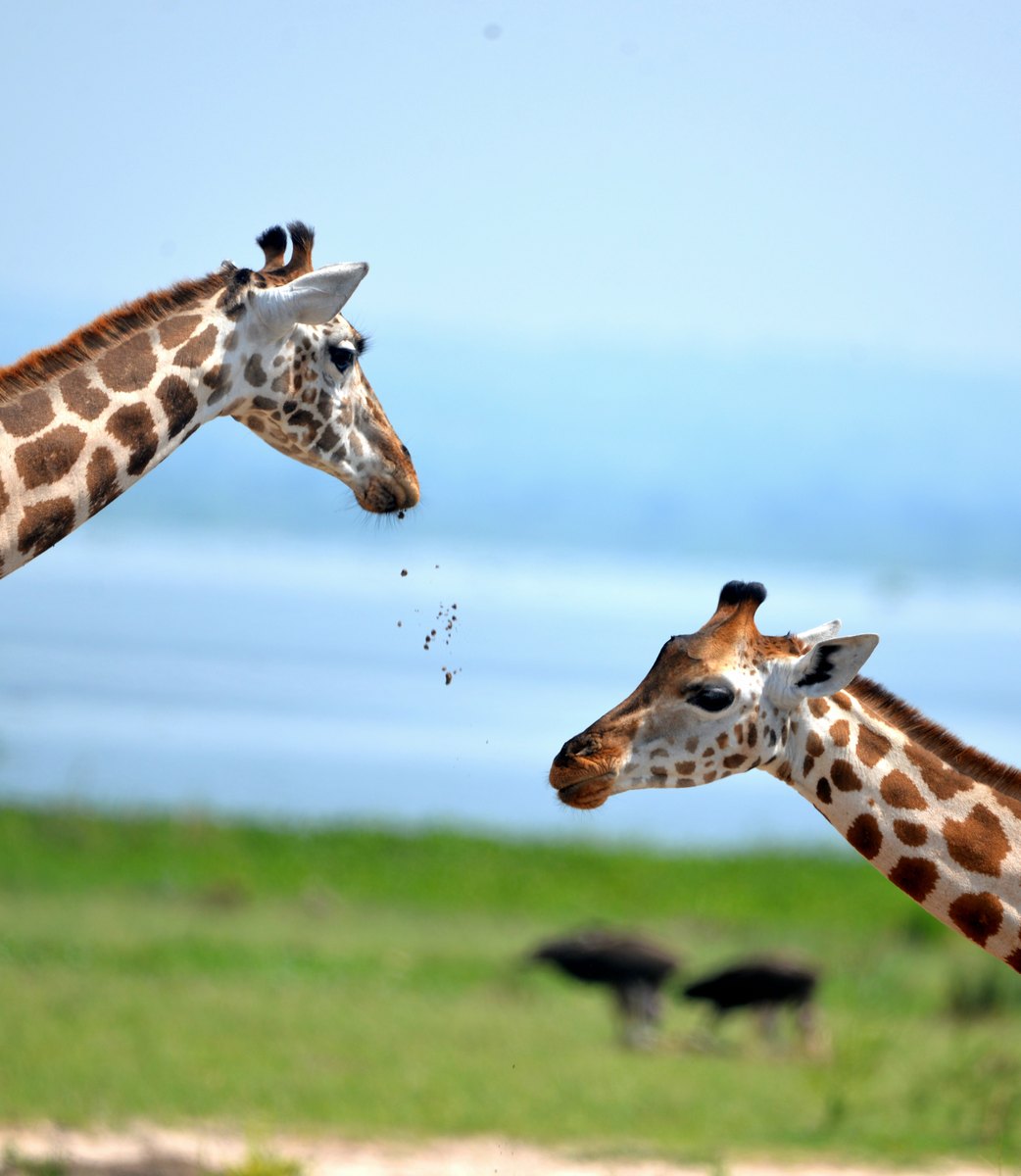 7-Day Rwanda Gorilla & Akagera Wildlife Safari