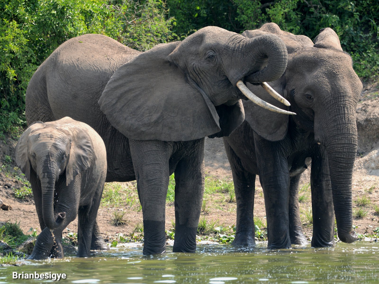 8-Day Rwanda Wildlife, Primates & Lake Kivu Safari