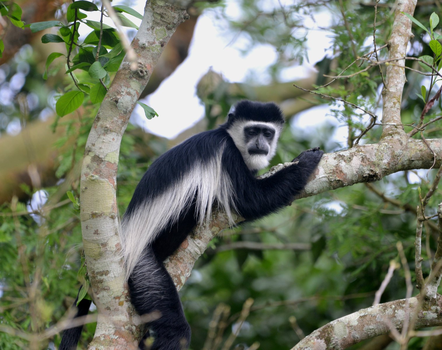 8-Day Uganda & Rwanda Primates Safari