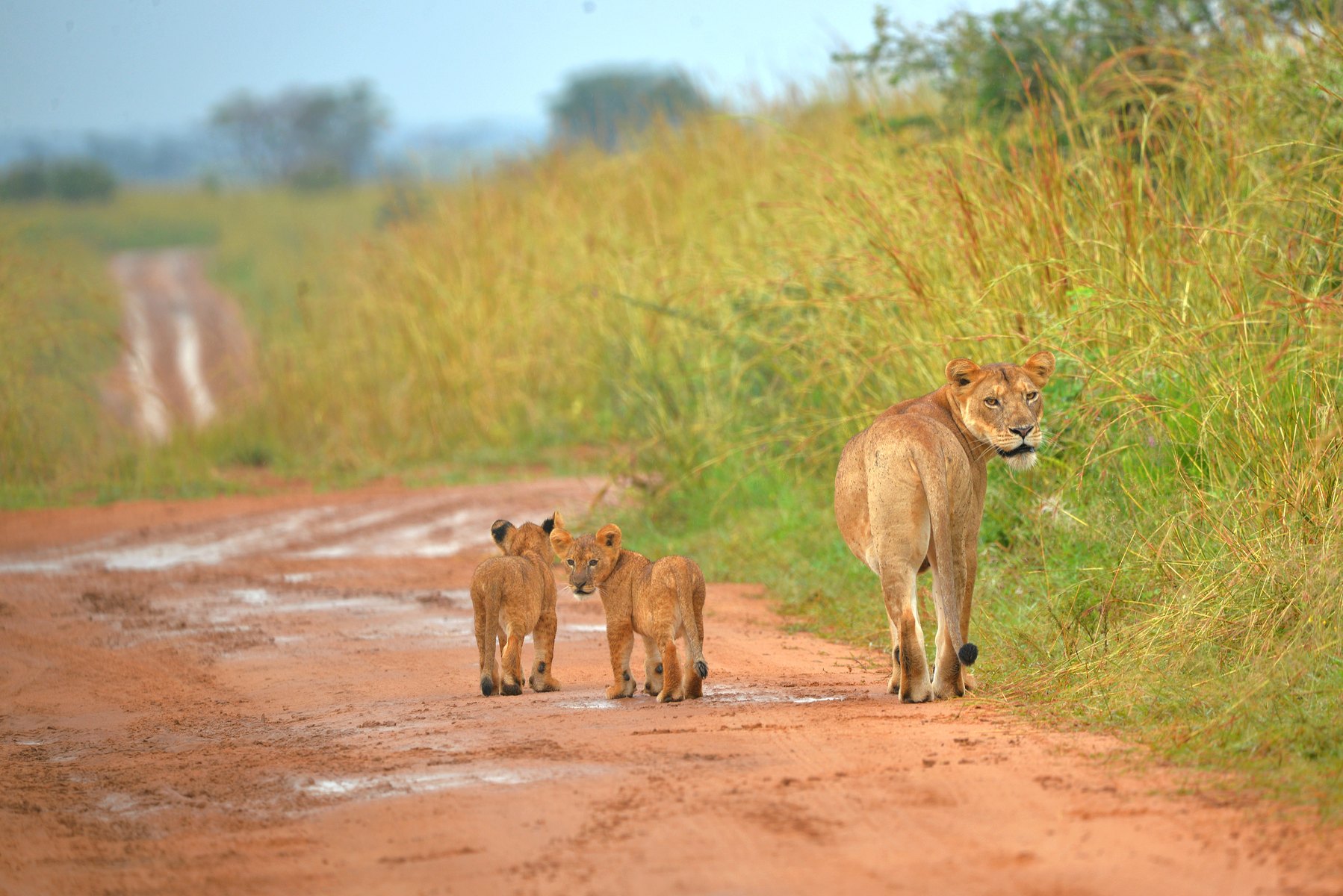 10-Day Uganda Rwanda Gorilla & Wildlife Safari