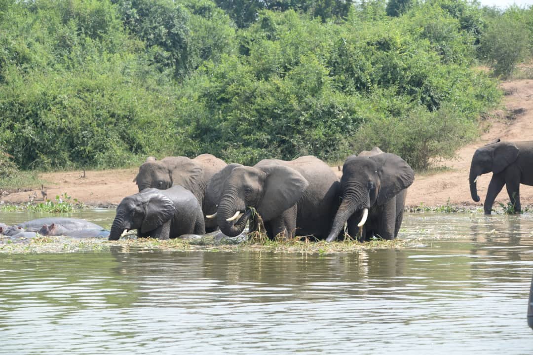 12-Day Uganda & Rwanda Classic Safari