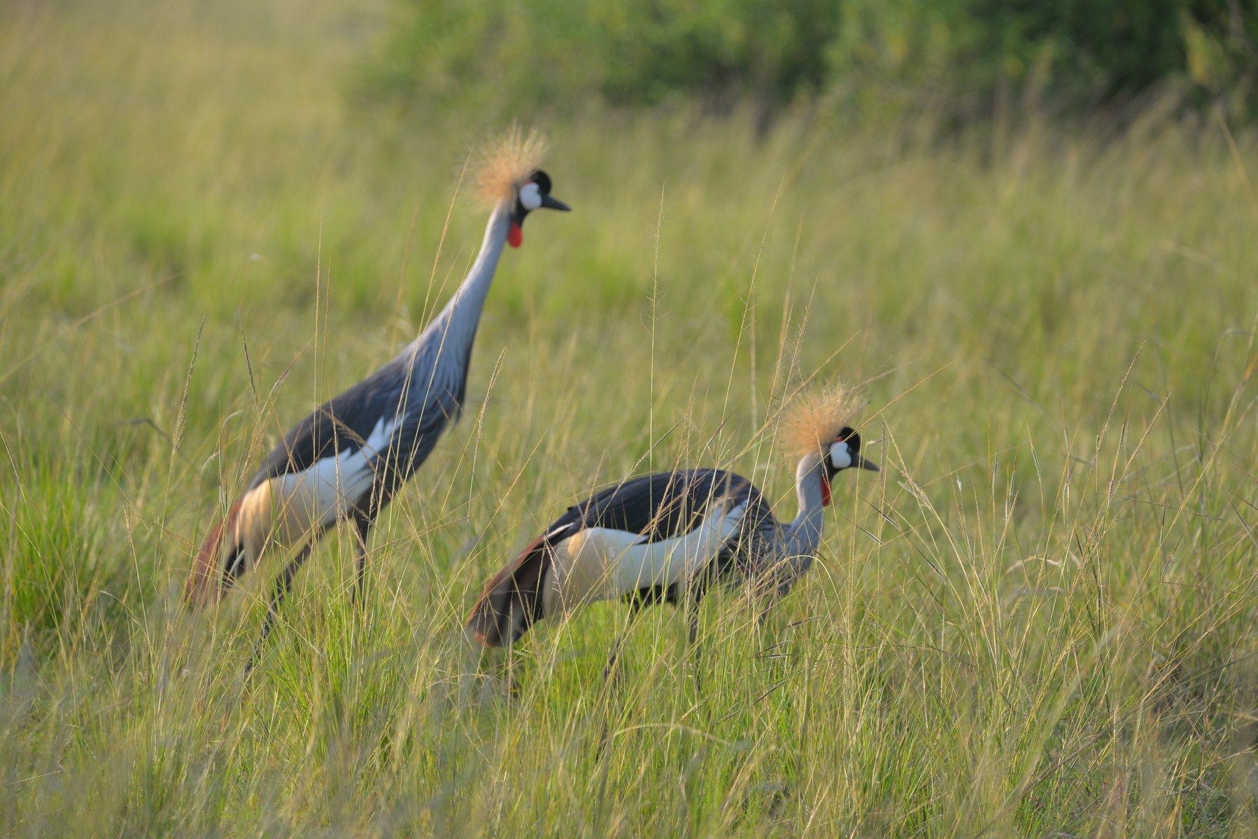 14-Day Uganda & Rwanda Primates & Wildlife Safari