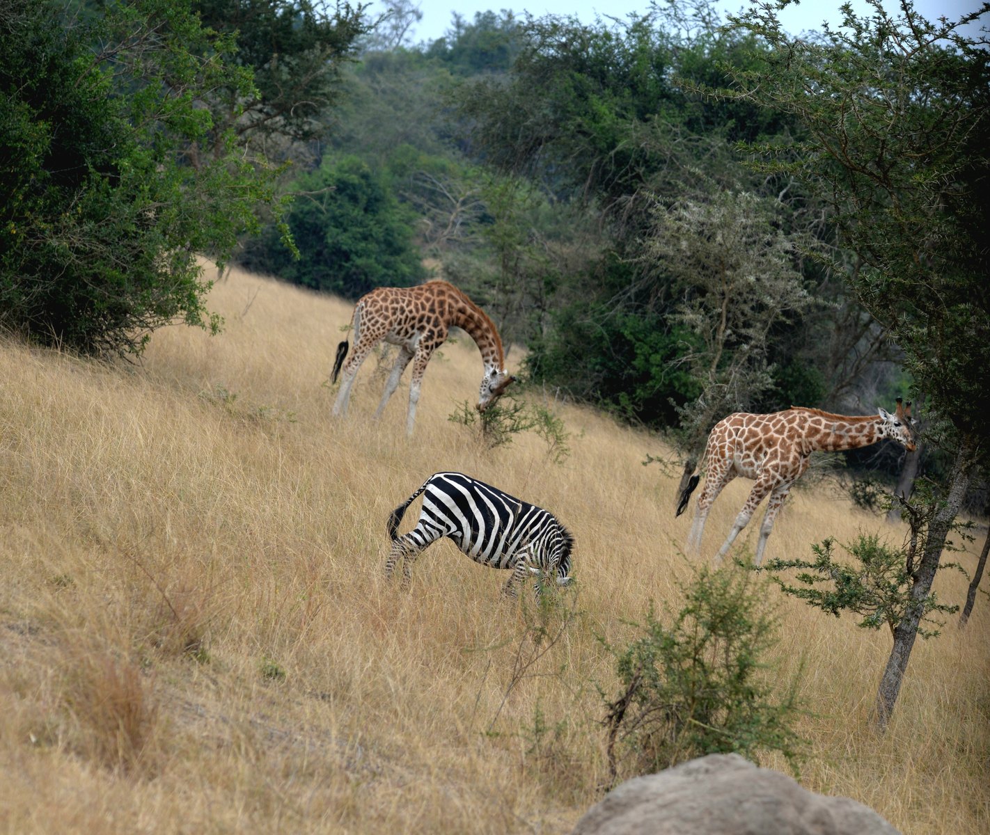 2-Day Lake Mburo Wildlife Safari