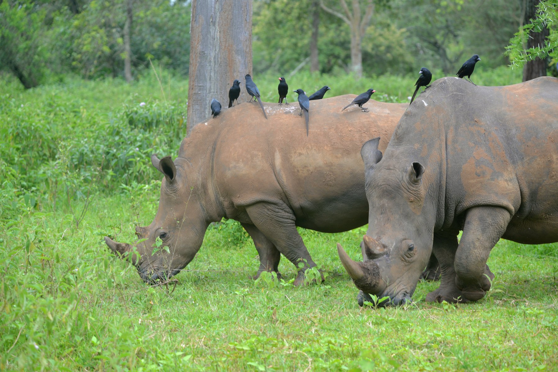 3-Day Murchison Falls & Rhino Safari