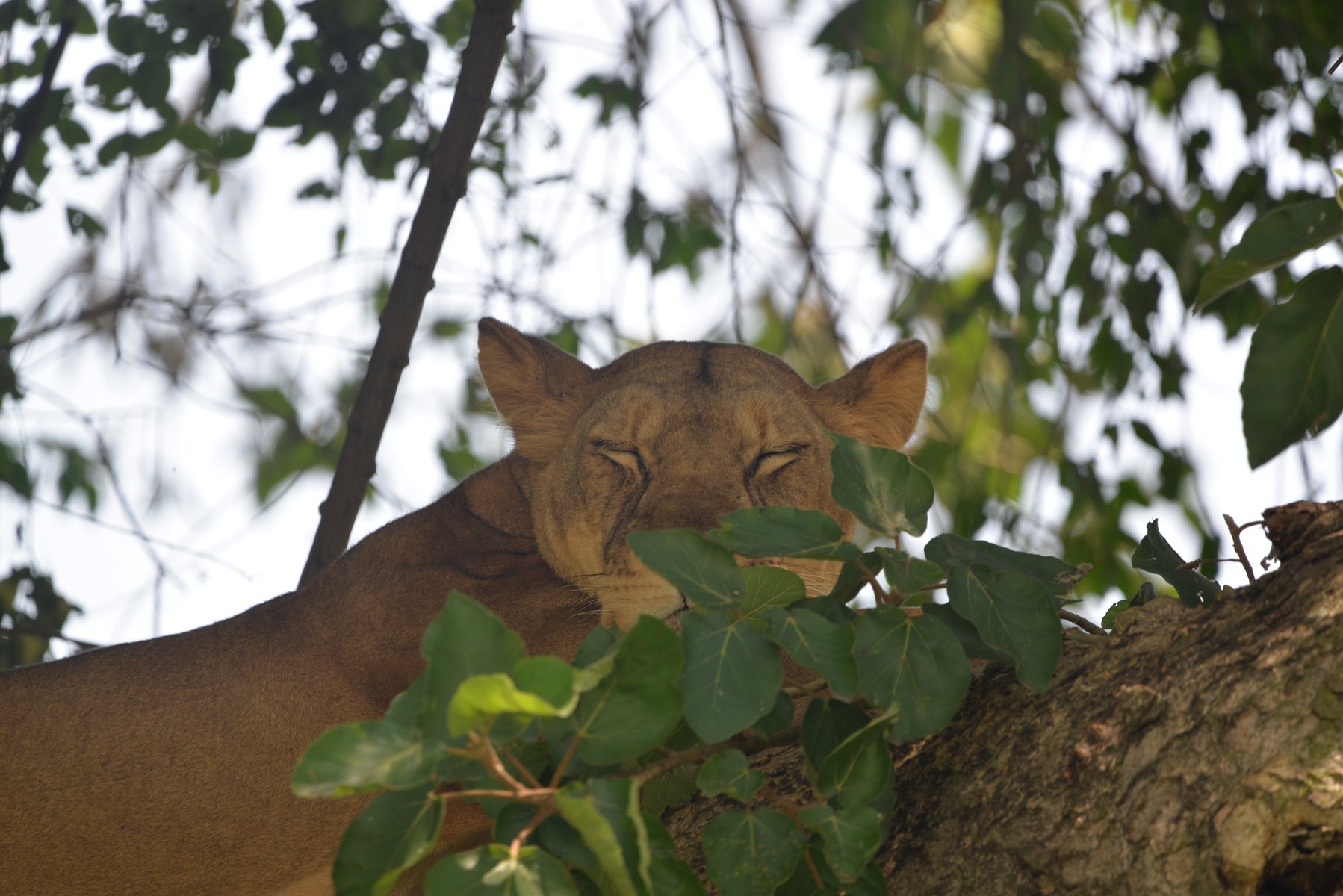 3-Day Queen Elizabeth National Park Safari