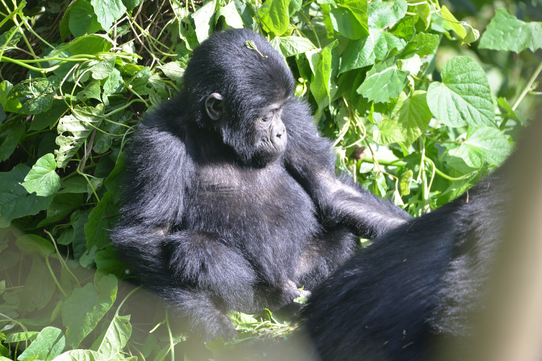 4-Day Rwanda Gorilla & Lake Kivu Safari