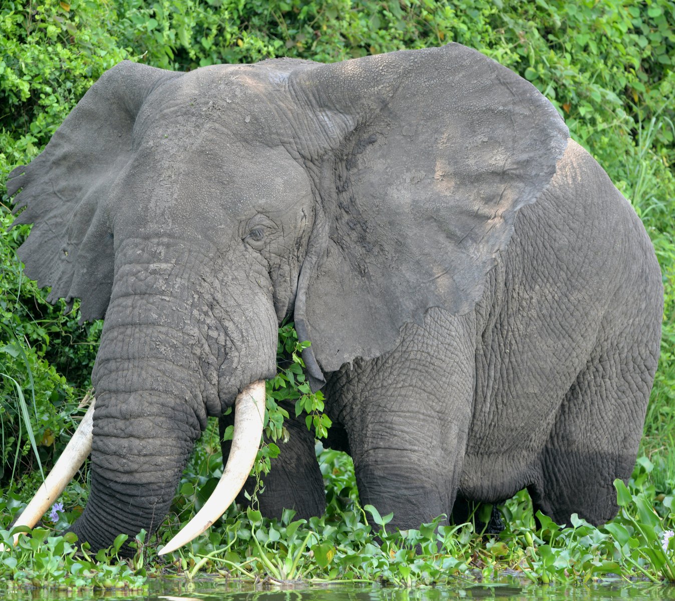 6-Day Rwanda Gorilla, Golden Monkey & Akagera Safari